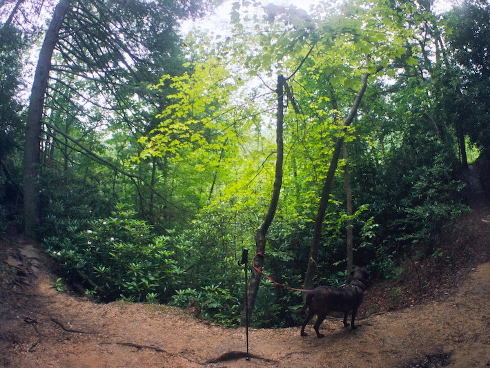 Summer Woods, Red River Gorge